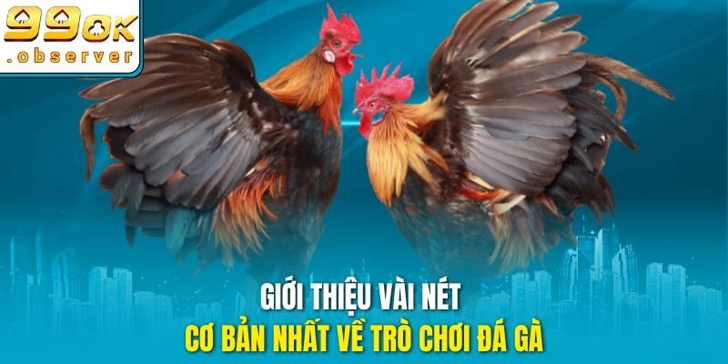 Giới thiệu vài nét cơ bản nhất về trò chơi đá gà